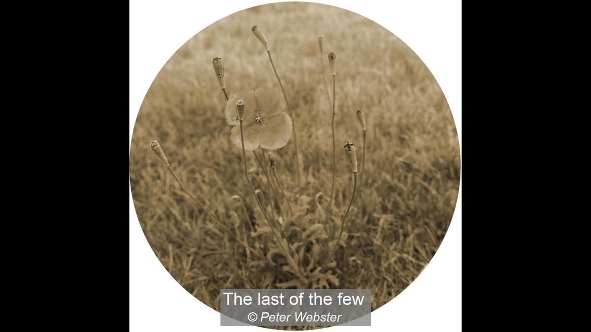 07_The last of the few_Peter Webster